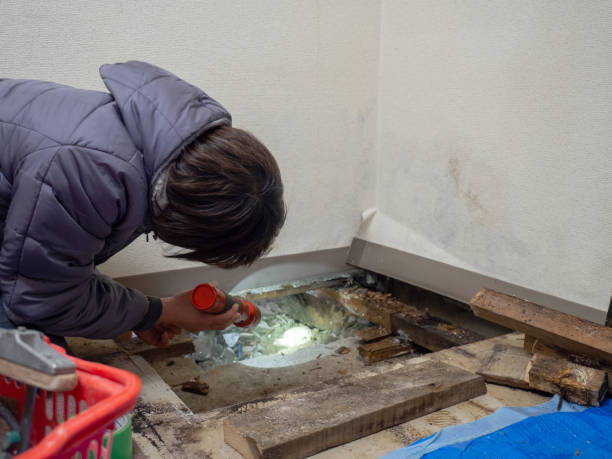 Reliable Coffeyville, KS Mold Removal Solutions